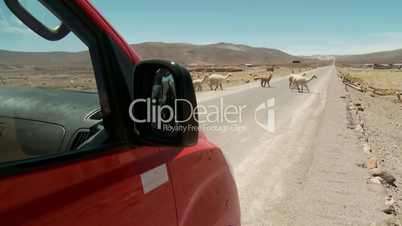 Lama Herde überquert Straße (Peru)