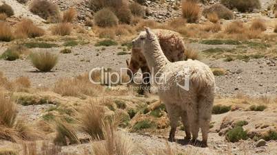 Lamas in Anden