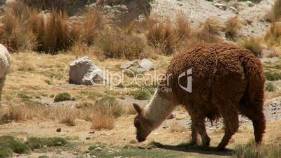 Lama (Alpaca) beim weiden