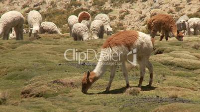Lama Herde in Anden
