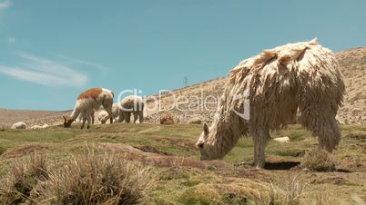 Grasende Lamas (Alpacas)