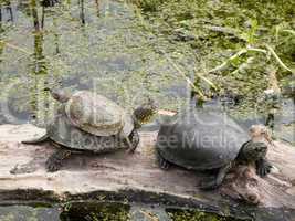 Turtles, European pond turtle, Emys orbicularis