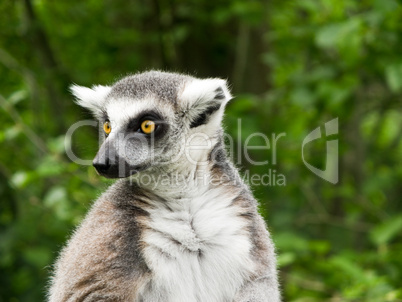 Ring tailed lemur with big yellow eyes