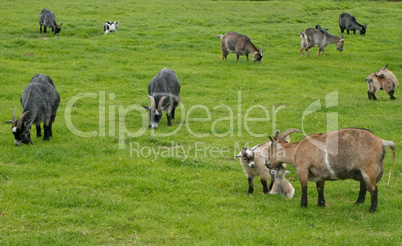 Goats grazing on a meadow