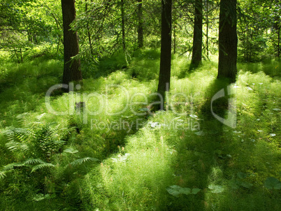 light and shadow in forest