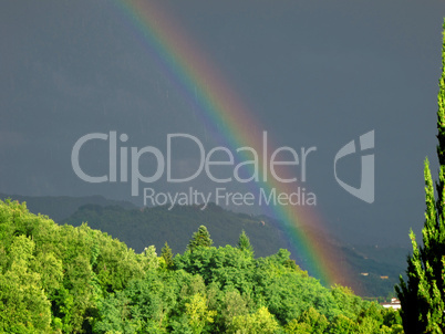 intense rainbow above forest