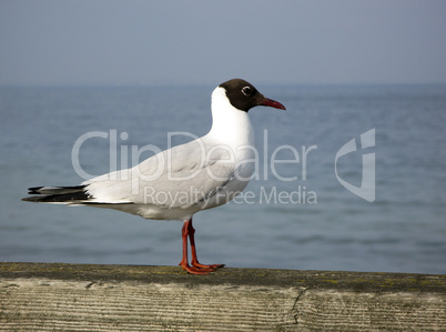 Black-headed Gull, Chroicocephalus ridibundus