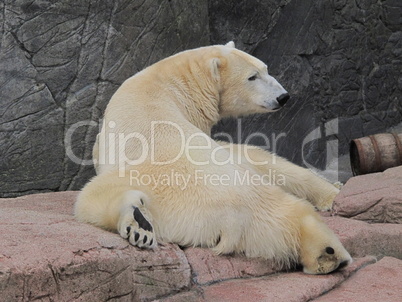 Polar bear relaxing, Ursus maritimus