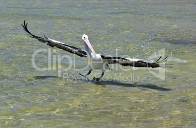 pelican