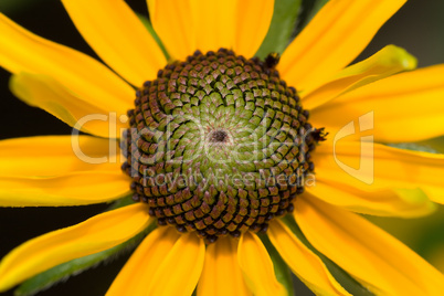 Yellow flower closeup