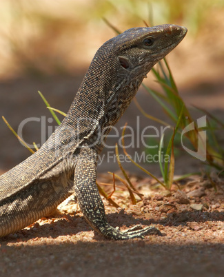 Young Water monitor