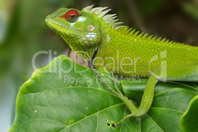 Male green garden lizard (Calotes calotes)