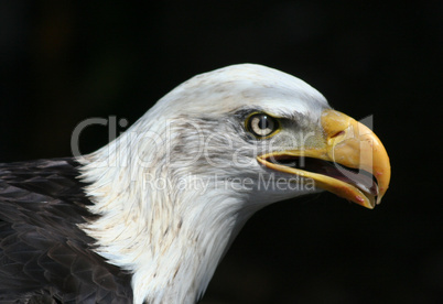 Weisskopfseeadler