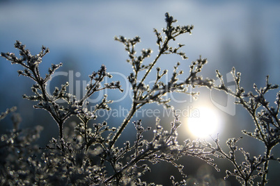 Wintermorgen