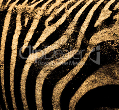 Zebrafell