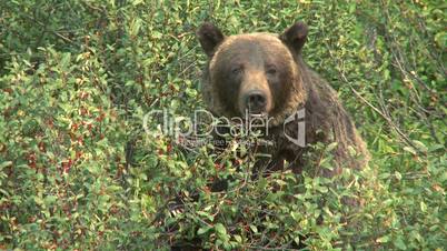 Grizzly Bear feeding on buffalo berries