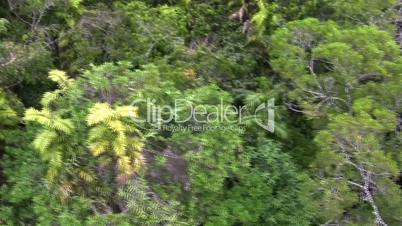 Rain Forest from above, Queensland, Australia