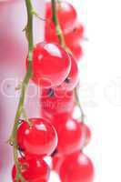 Red currant