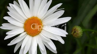 Big garden chamomile flower and bud.