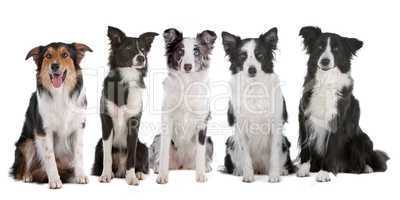 five border collie dogs