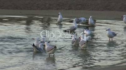 Group of Seagulls, Australia