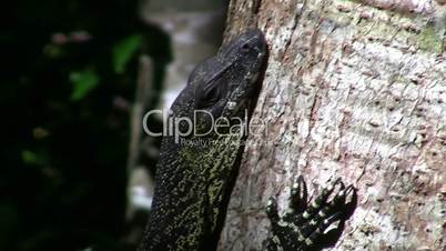 Monitor Reptile, Australia