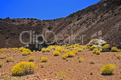 blühende Steinwüste im Teide-Nationalpark - Teneriffa