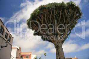 Drachenbaum
