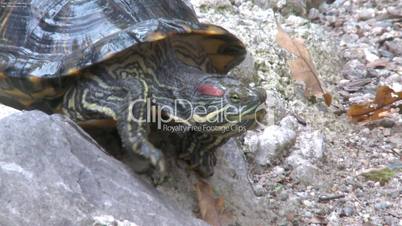 tortoise walking on rocks