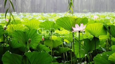 waterlily_1
