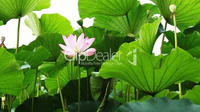 waterlily_3