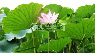 waterlily_4