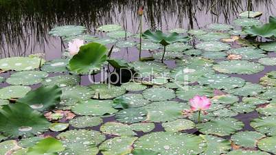 waterlily_5