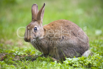 Wild rabbit