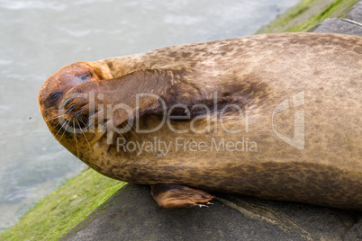 Funny seal