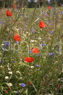 Mohnblumen, Gänseblümchen und mehr