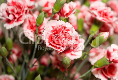 Beautiful carnation flowers or pinks