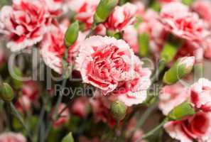 Beautiful carnation flowers or pinks