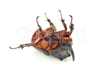 Belly of unicorn or rhinoceros beetle