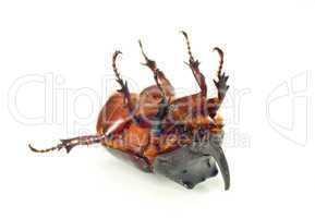 Belly of unicorn or rhinoceros beetle