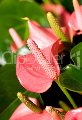 Close-up of beautiful anturium flowers