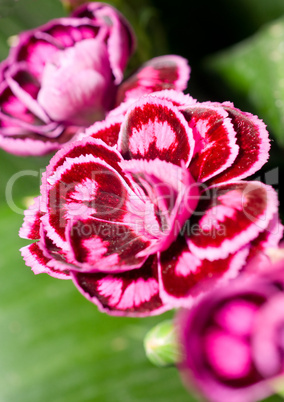 Close-up of carnation