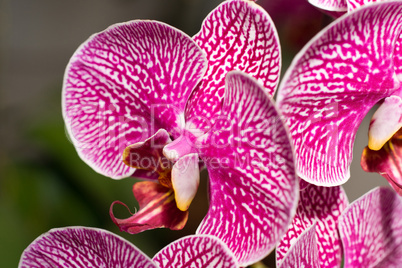 Close-up of cymbidium or orchid