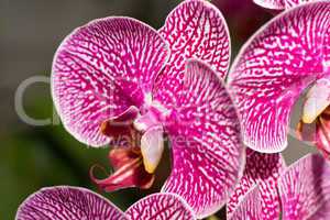 Close-up of cymbidium or orchid