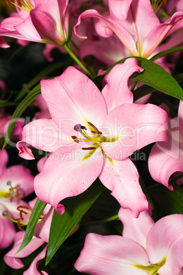 Close-up of pink Lily from Keukenhof park