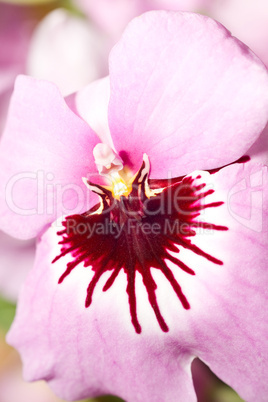 Close-up of pink orchid