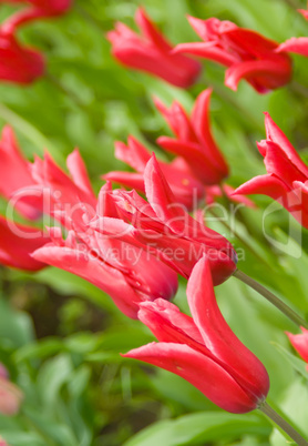Dutch Flowers. Red tulips in Keukenhof park