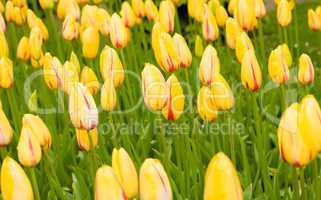 Dutch yellow tulips in Keukenhof park