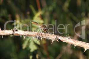 Blutrote Heidelibelle (Sympetrum sanguineum) / Ruddy Darter (Sym