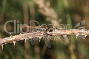 Blutrote Heidelibelle (Sympetrum sanguineum) / Ruddy Darter (Sym